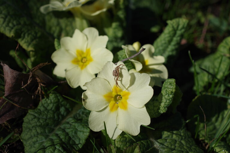 Velikonoční sborový dopis 2026